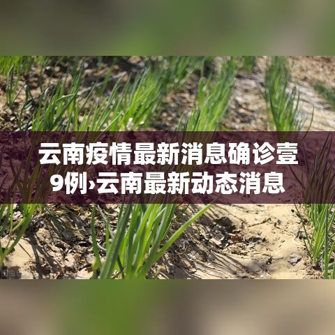 云南疫情最新消息确诊壹9例›云南最新动态消息