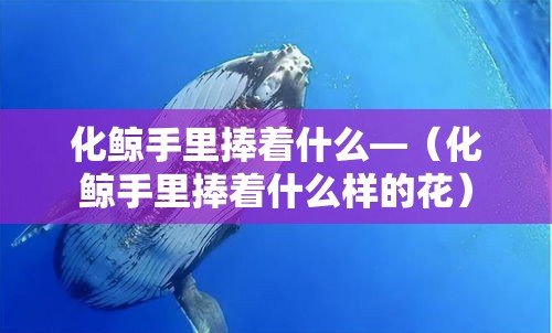 化鲸手里捧着什么—（化鲸手里捧着什么样的花）